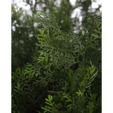 SETO TUYA ARTIFICIAL 60CM