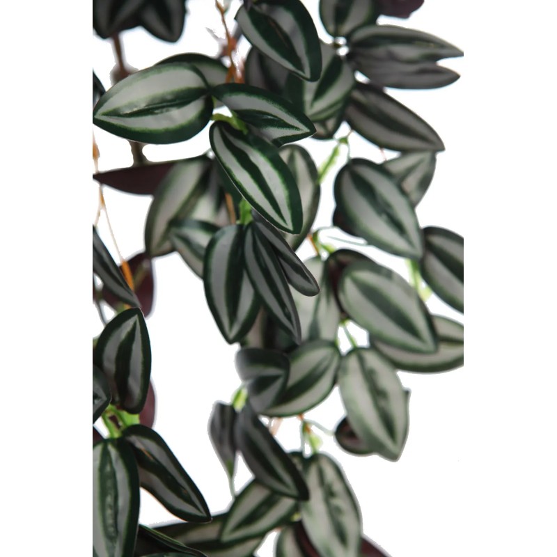 PLANTA COLGANTE TRADESCANTIA 50CM