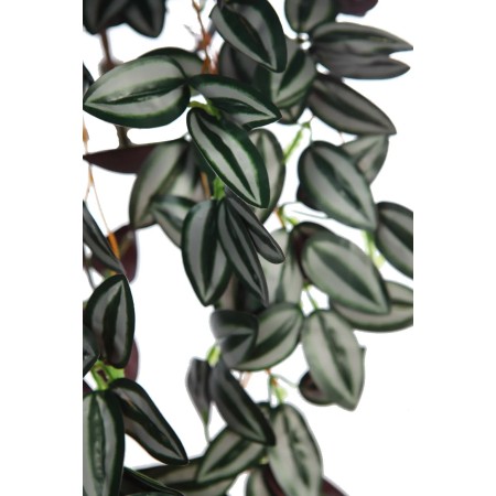 PLANTA COLGANTE TRADESCANTIA 50CM