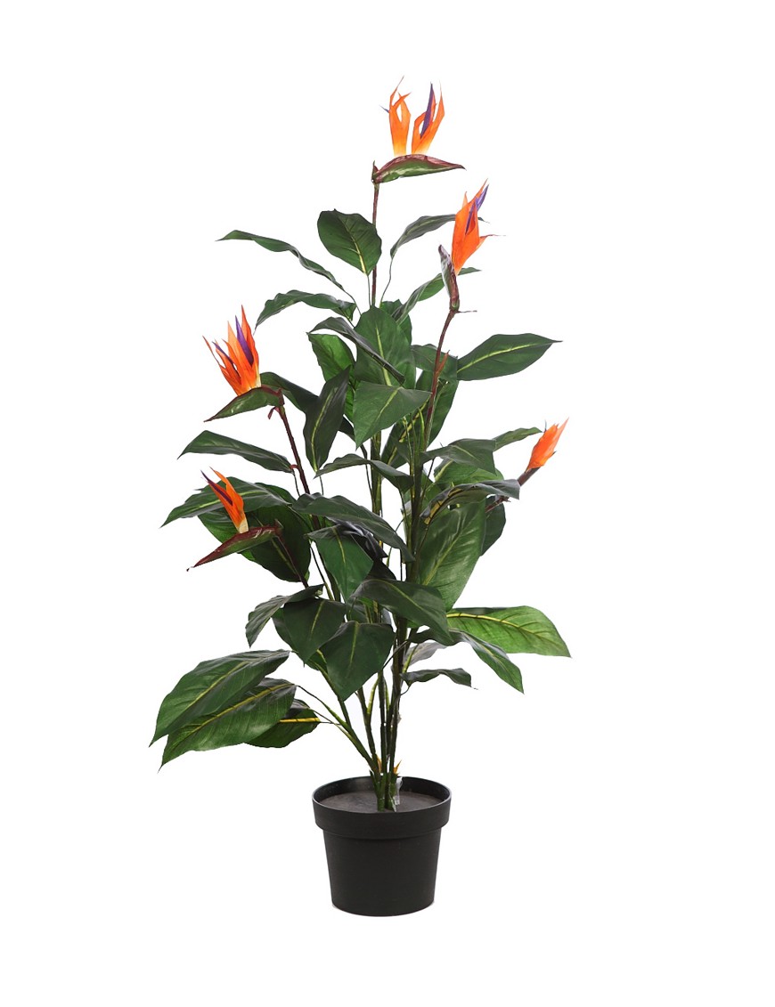 PLANTA AVE DEL PARAISO EN MACETA 125 CM