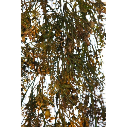 ESPARRAGUERA COLGANTE ARTIFICIAL 80CM 2