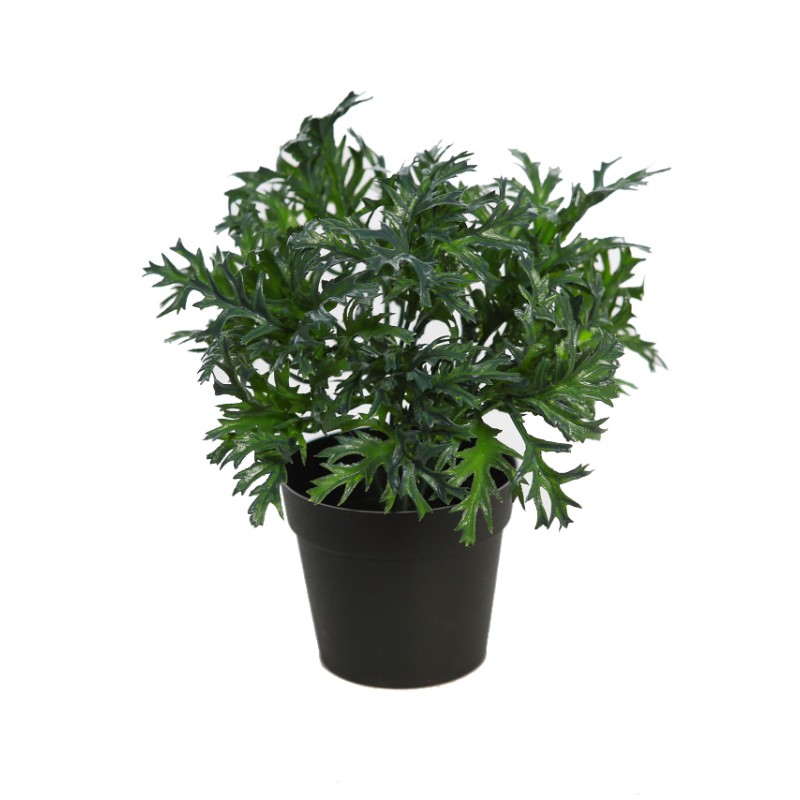 MATA RUCULA SILVESTRE CON MACETA 25CM