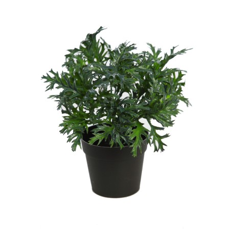 MATA RUCULA SILVESTRE CON MACETA 25CM