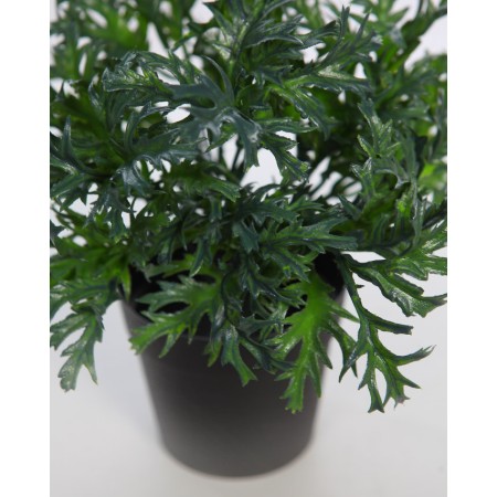 MATA RUCULA SILVESTRE CON MACETA 25CM