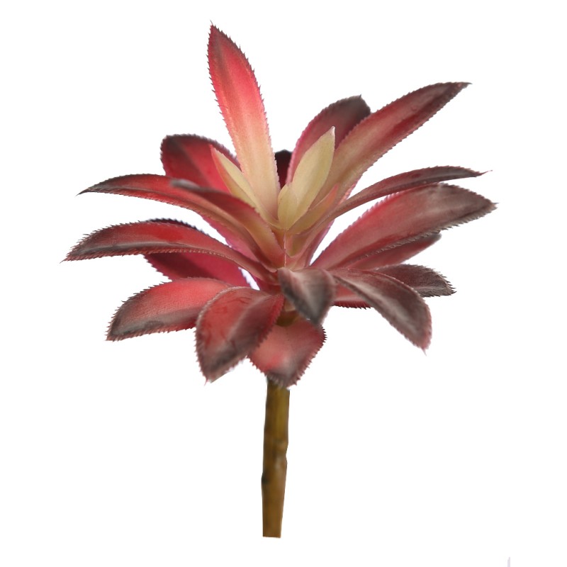 CRASA ECHEVERIA HOOKERI 12CM