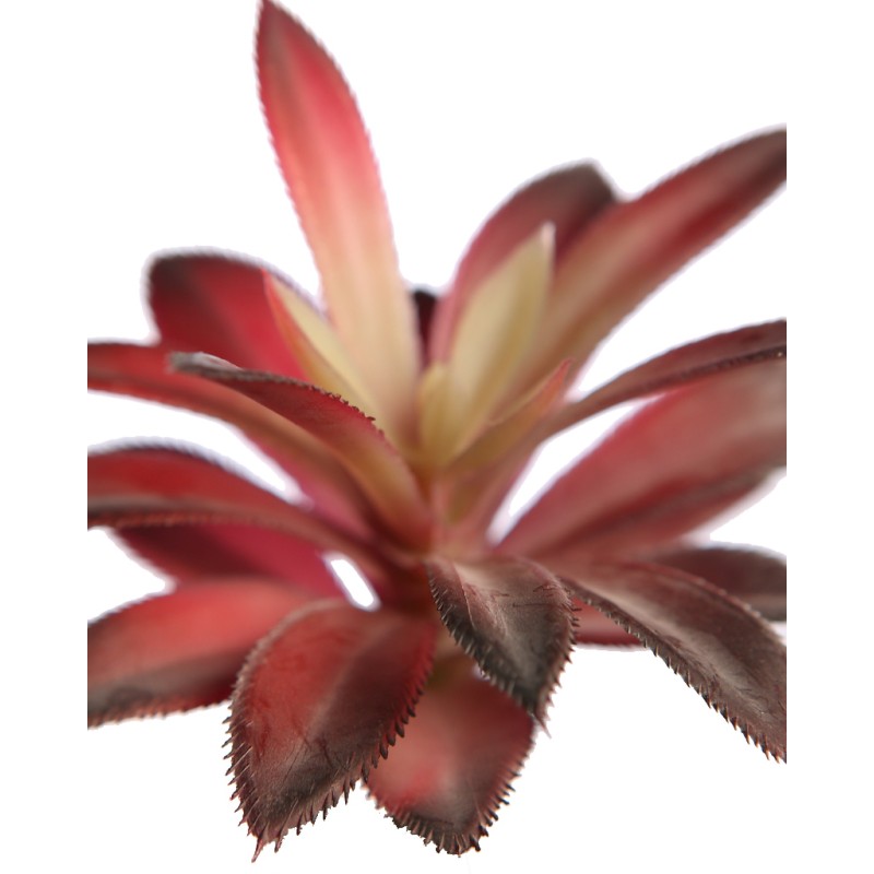 CRASA ECHEVERIA HOOKERI 12CM