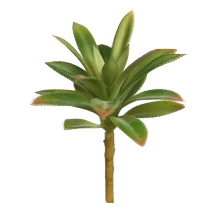 CRASA ECHEVERIA HOOKERI 12CM