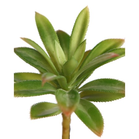 CRASA ECHEVERIA HOOKERI 12CM