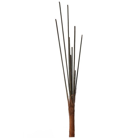 TRONCO CHAMADOREA 15 TALLOS