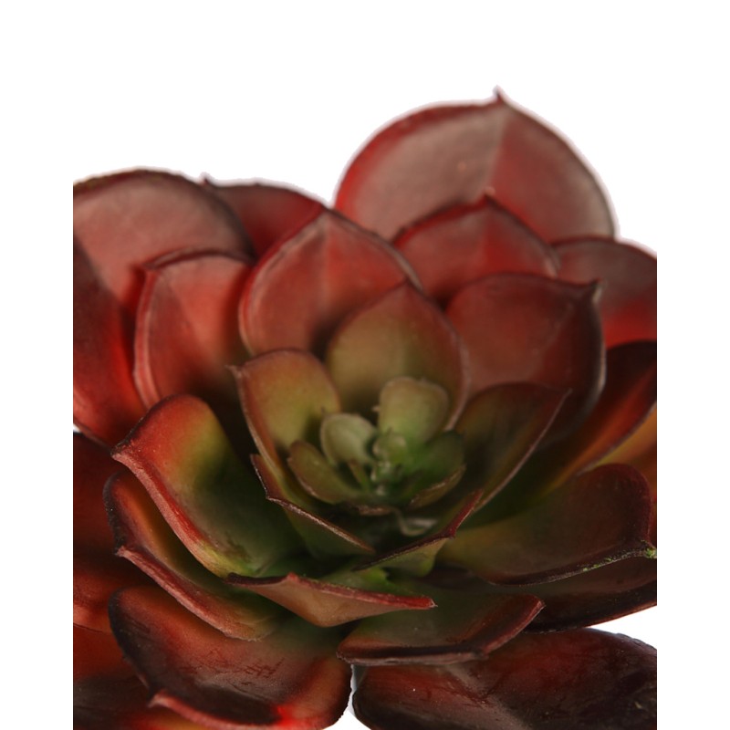 CRASA ECHEVERIA TESENSIS ARTIFICIAL 10CM