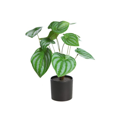 CALATHEA   29CM