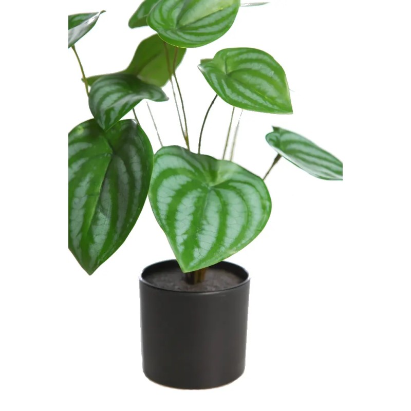 CALATHEA   29CM