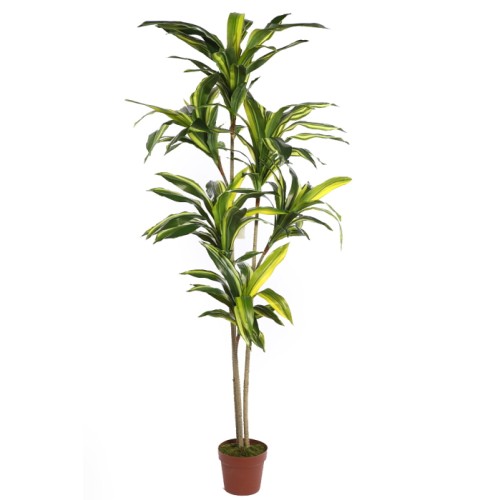 DRACENA ARTIFICIAL EN MACETA 160CM ANCHO 70CM