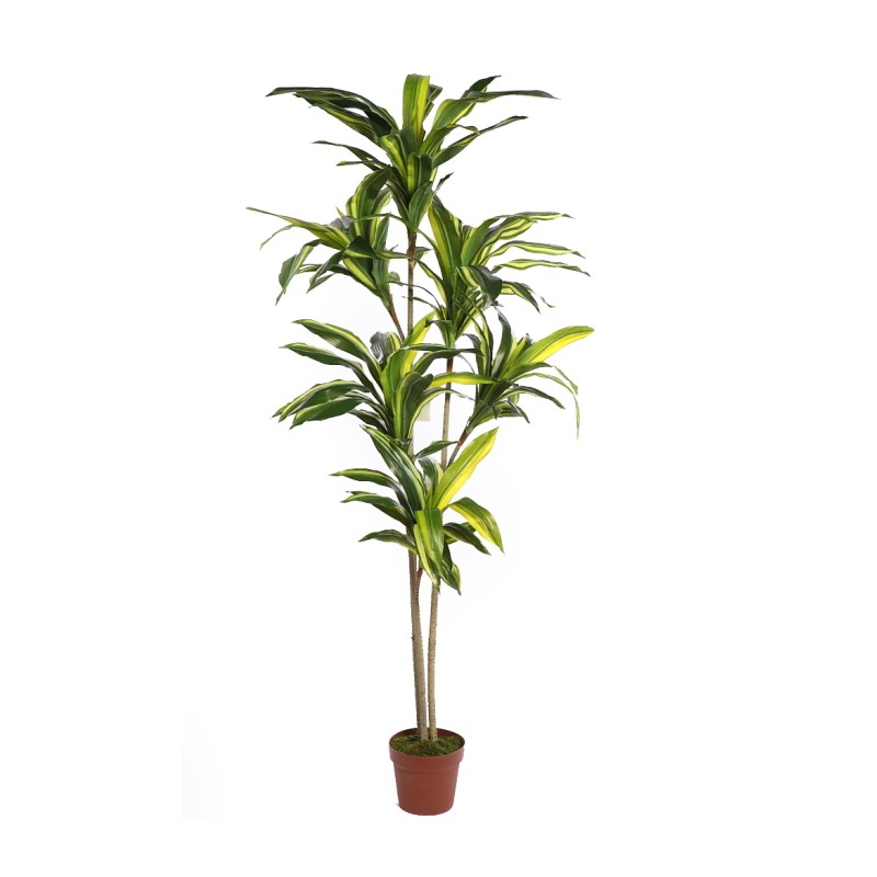 DRACENA ARTIFICIAL EN MACETA 160CM ANCHO 70CM