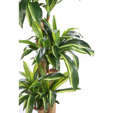 DRACENA ARTIFICIAL EN MACETA 160CM ANCHO 70CM