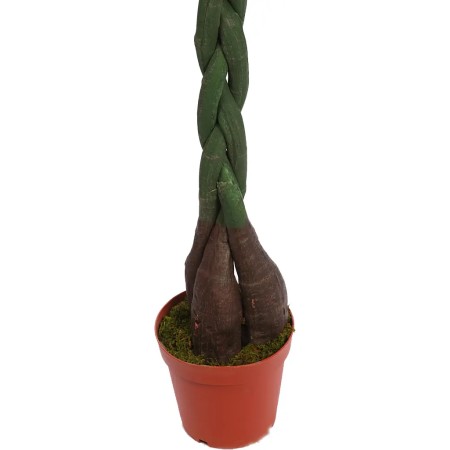 PACHIRA ARTIFICIAL EN MACETA 160CM ANCHO 70CM