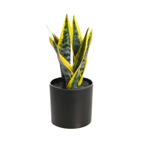 SANSEVERIA 24CM