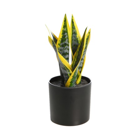 SANSEVERIA 24CM