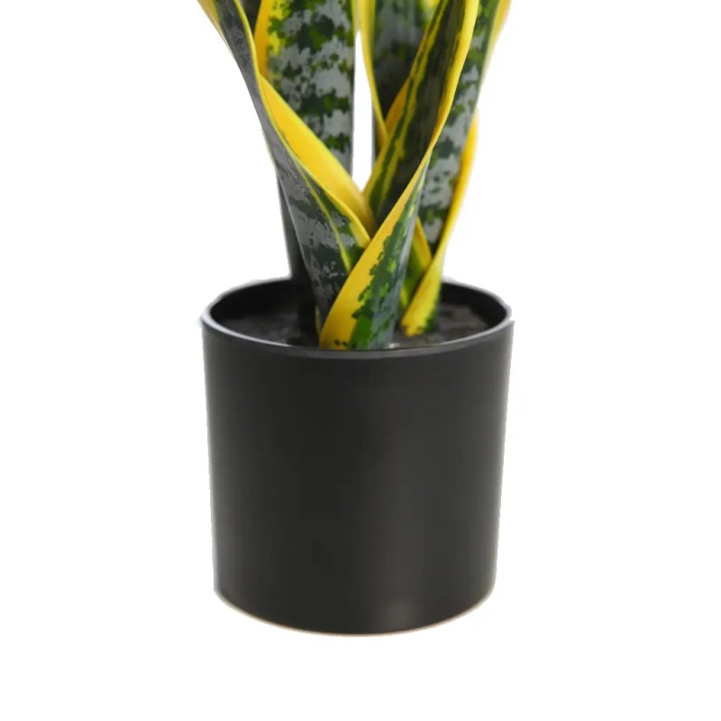 SANSEVERIA 24CM