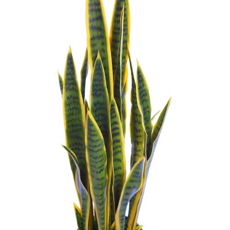 SANSEVIERIA ARTIFICIAL EN MACETA, 106CM EXT