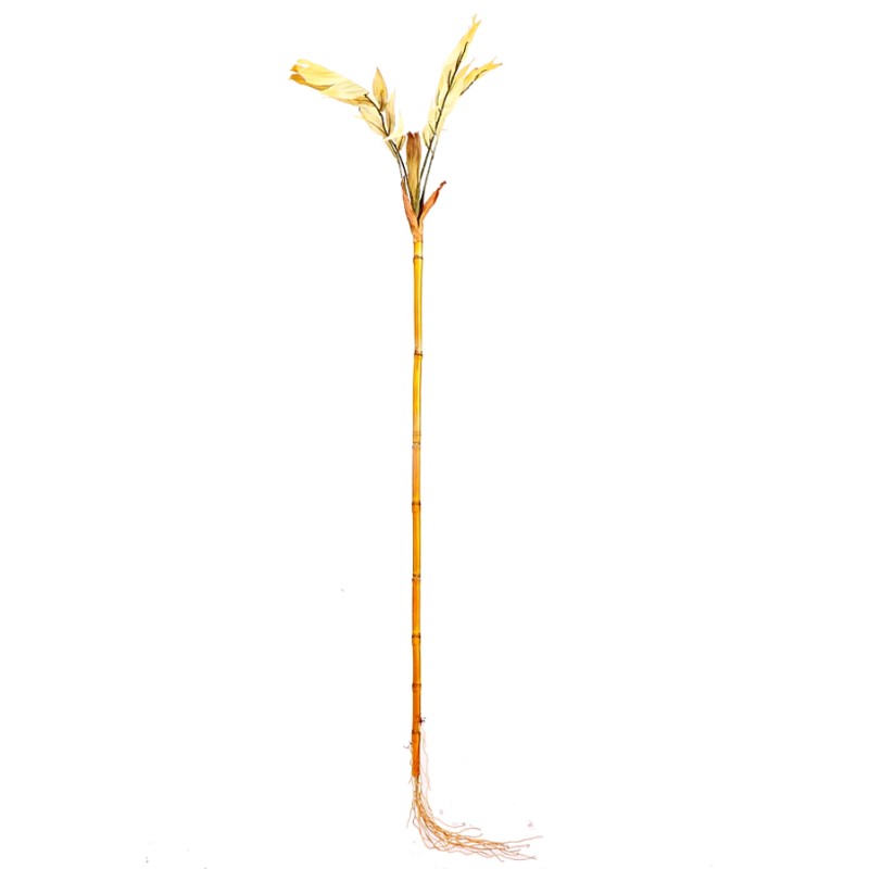 RAMA DE BAMBU COCONUT, 100 CM