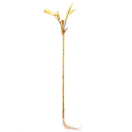 RAMA DE BAMBU COCONUT, 100 CM