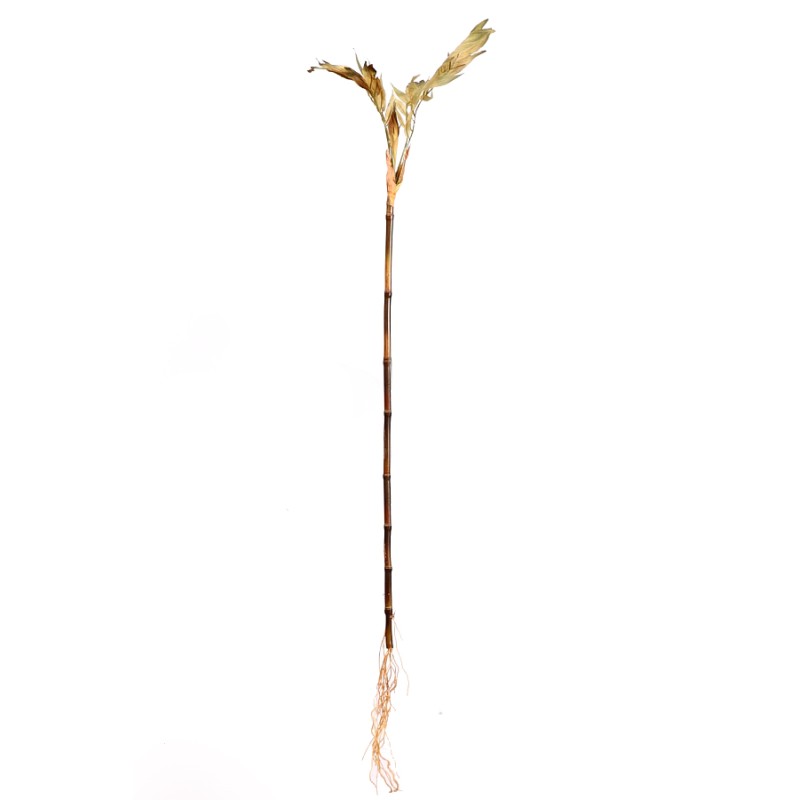 RAMA DE BAMBU COCONUT, 100 CM