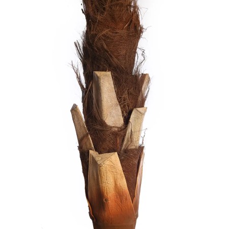PALMERA ARTIFICIAL 280CM ANCHO 230CM EXT