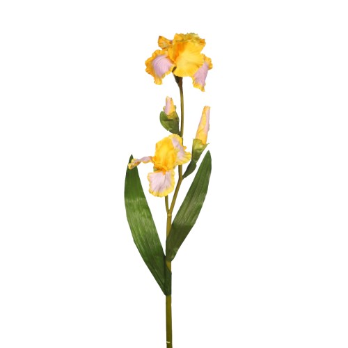 IRIS SPRAY X 2 VARA