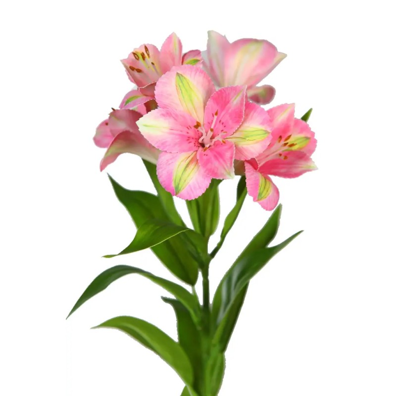 VARA DE ASTROMENIA ARTIFICIAL 73CM