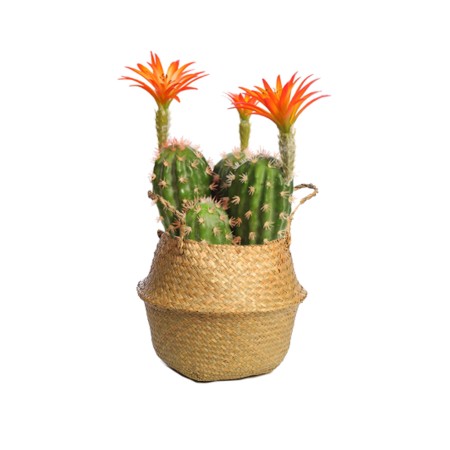 CUBREMACETA PALMITO 18CM