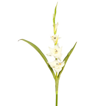 VARA GLADIOLO TACTO NATURAL 109 CM