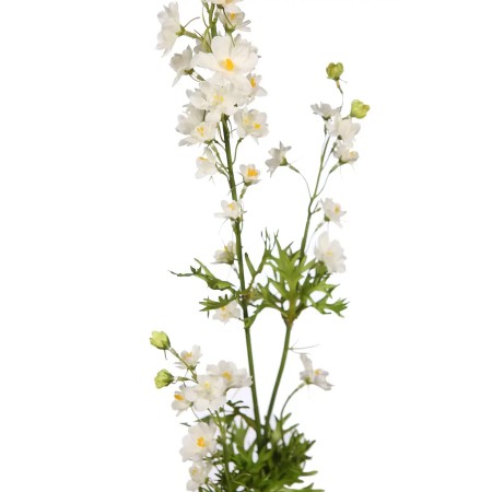 VARA MARGARITAS FAILLE 89CM