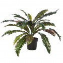 ASPLENIUM RIZADO EN MACETA ø83CM