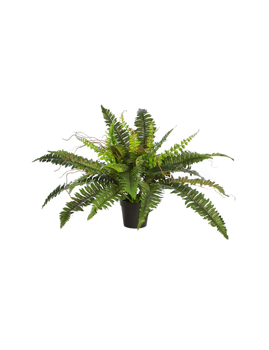 HELECHO CON BROTES EN MACETA ø 64CM