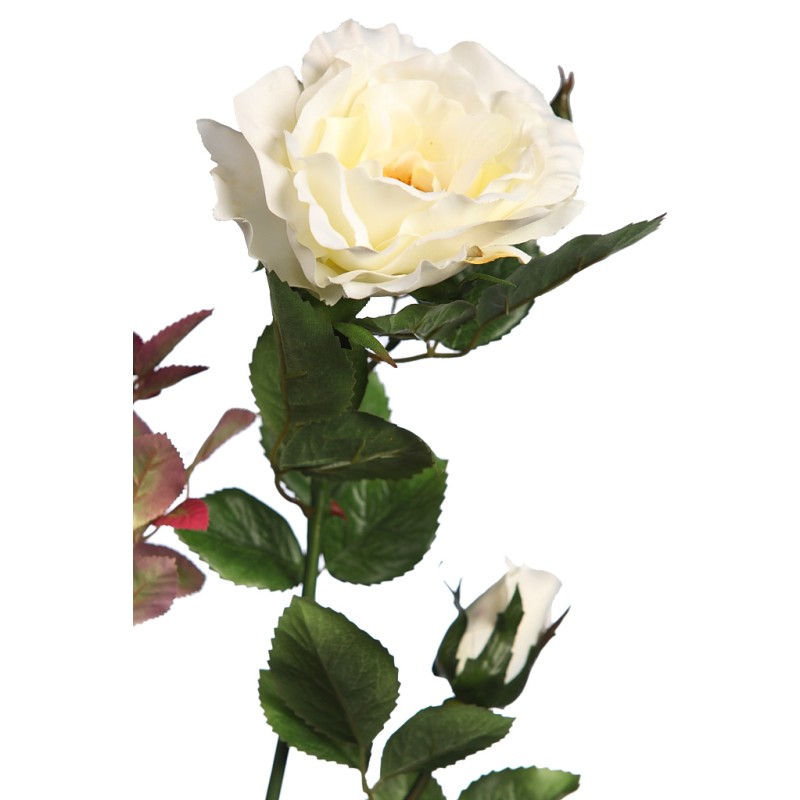 VARA ROSA WILD 65CM
