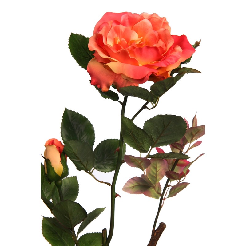 VARA ROSA WILD 65CM