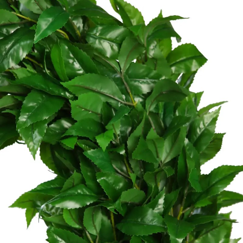 CORONA LAUREL PROTOCOLO
