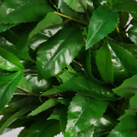 CORONA LAUREL PROTOCOLO