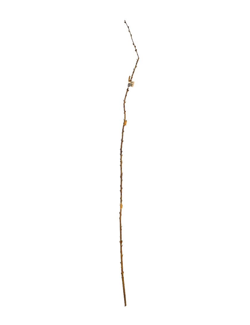 PUSSYWILLOW SAUCE 145CM