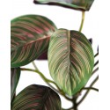 PLANTA CALATEA ARTIFICIAL 25CM