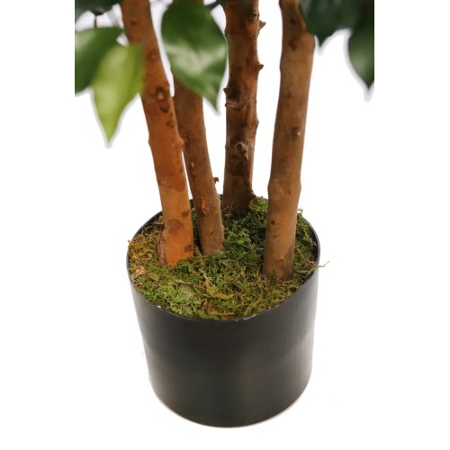 ARBOL FICUS ANCHO CON MACETA 150CM 2