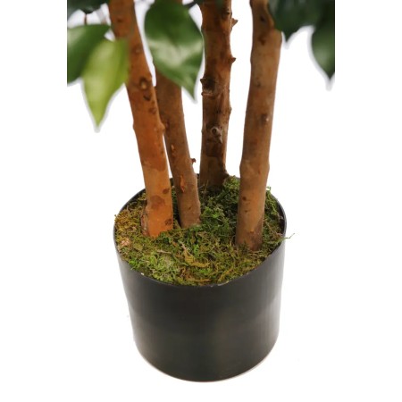 ARBOL FICUS ANCHO CON MACETA 150CM