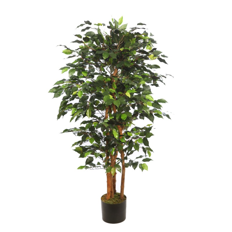 ARBOL FICUS ANCHO CON MACETA 150CM