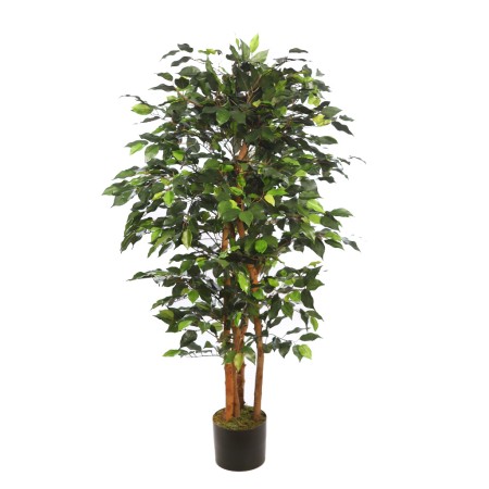 ARBOL FICUS ANCHO CON MACETA 150CM