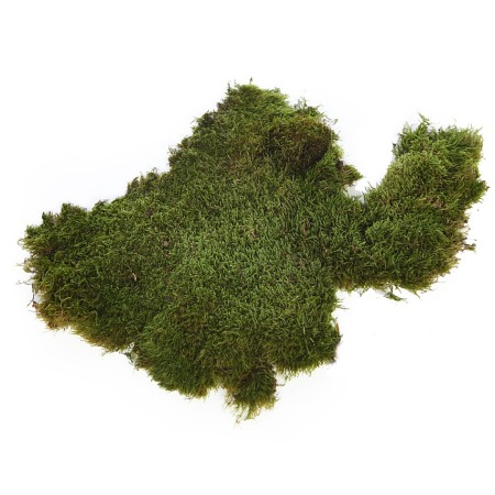 MUSGO PLANO PRESERVADO, CAJA 2,5KG