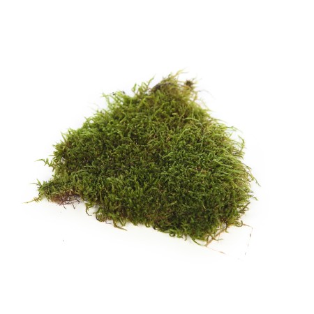 MUSGO PLANO PRESERVADO, CAJA 2,5KG