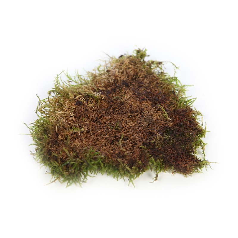 MUSGO PLANO PRESERVADO, CAJA 2,5KG