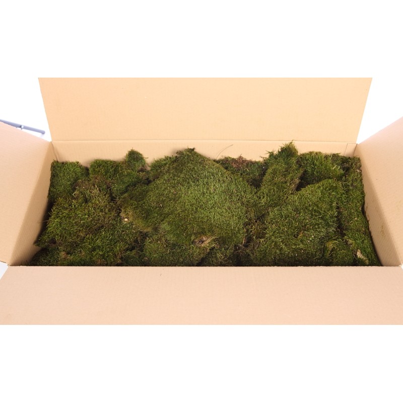 MUSGO PLANO PRESERVADO, CAJA 2,5KG