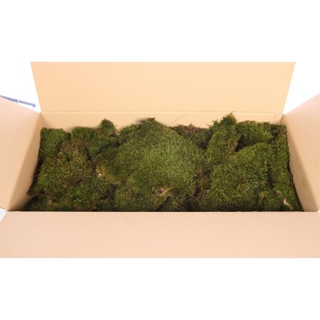MUSGO PLANO PRESERVADO, CAJA 2,5KG